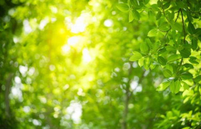 A photograph of the sun shining through the bright green leaves and branches of trees